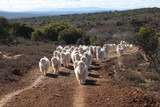 Fototapeta Natura - Herd of Angora Goats that produce good quality fine mohair.