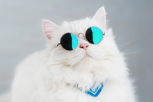 Portrait Of Highland Straight Fluffy Cat With Long Hair And Round Sunglasses. Fashion, Style, Cool Animal Concept. Studio Photo. White Pussycat On Gray Background