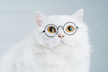 Sticker - Domestic soigne scientist cat poses on white background wall. Close portrait of fluffy kitten in transparent round glasses. Education, science, knowledge concept