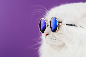 Wall Mural - Close portrait of white furry cat in fashion sunglasses. Studio photo. Luxurious domestic kitty in glasses poses on violet background wall. Copy space.