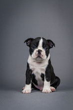 Boston Terrier Puppy Posing In Grey Studio Background.	