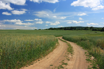 Wall Mural - Country dirt road in the field