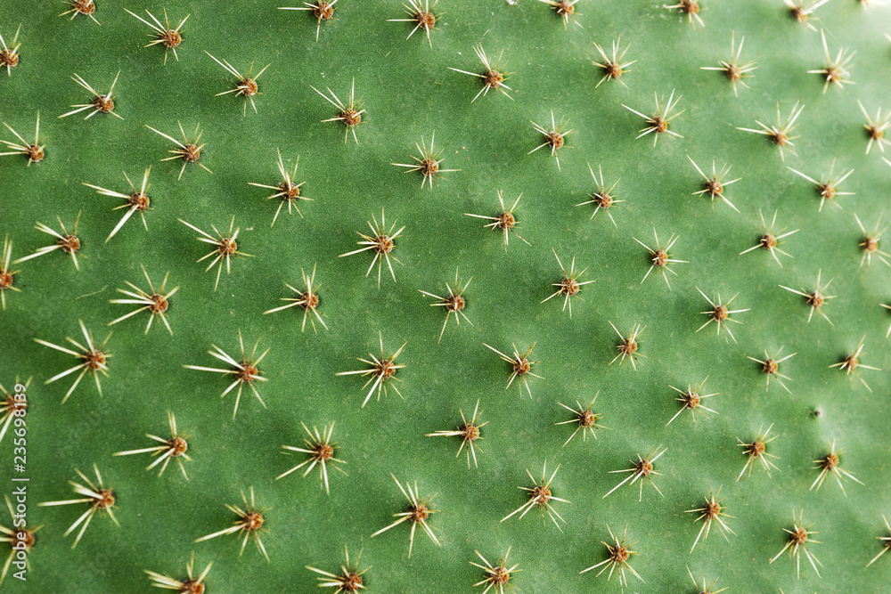 Closeup of spines on cactus, background cactus with spines - obrazy, fototapety, plakaty 