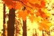 Leinwandbild Motiv Sun rays in autumn park between autumn maple trees in good weather