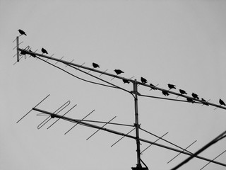 Antenna full of birds