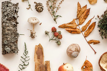 Autumn Composition. Pattern Made Of Autumn Leaves, Pine Cones, Mushrooms, Christmas Tree Branch, Bark, Apples, Moss, Snail Shell, Raspberries. Flat Lay, Top View. Nature In Belarus.