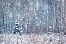 Lonely Spruce In A Birch Snowy Forest. Winter Landscape.