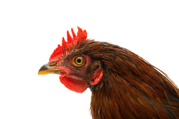 Sticker - chicken isolated