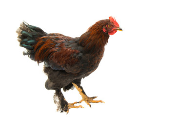 Sticker - chicken isolated