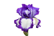 Beautiful Flower Iris Isolated