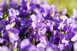 violets flowers blooming