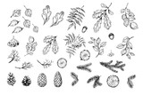 Fototapeta  - Set of botanical elements. Oak leaves, cones, pine spruces. Vector sketch. Isolated