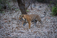 A Dominant Male Tiger On Territory Marking And On Evening Stroll At Ranthambore Tiger Reserve, India
