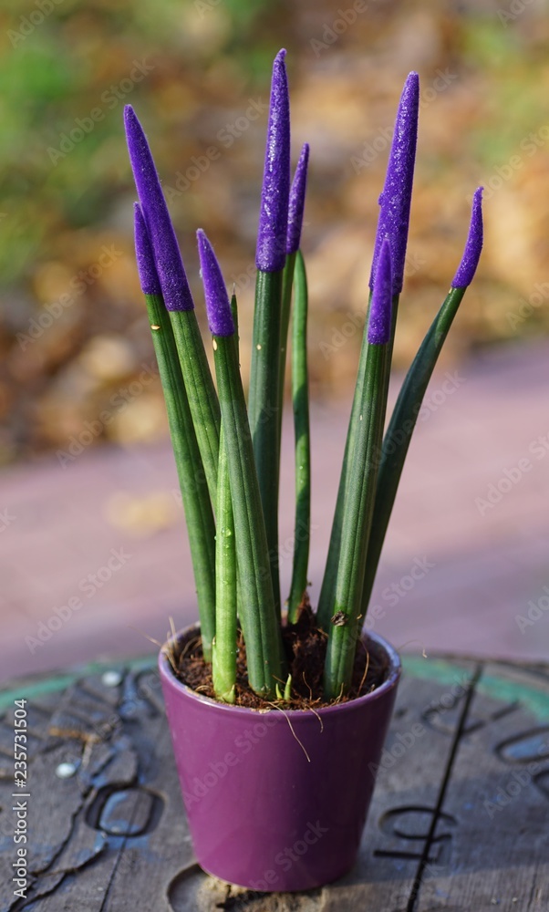 cornstalk dracaena Cornstalk Corn Plant| Easy Care Indoor Corn Plant – Victory Nursery main image 0