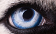 Macro photo of blue eye Siberian Husky dog.  Close up blue eye