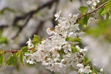 Sweet cherry flowers in full bloom. Tree blossom in sunny spring day