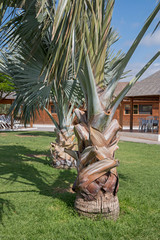 Two young palm trees in the garden.