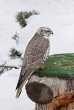 Fototapeta Do pokoju - Young saker falcon is sitting on a stump. Falco cherrug.