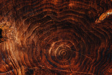 Tree Trunk Cross Section Pattern Texture