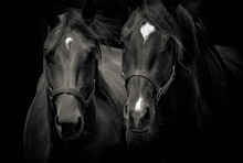 Close-up Of Two Beautiful Horses Standing Side By Side And Isolated On Dark Black Background