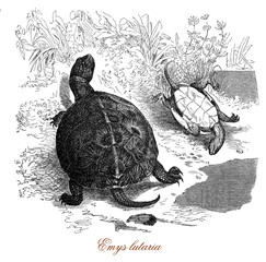 Vintage illustration of  European pond turtle, endangered reptile species