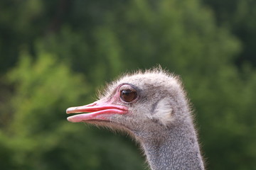 Wall Mural - Head shot of an ostrich looking at the camera