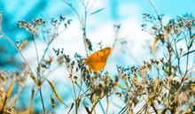 Dreamy, Soft Focus Image Of A Yellow Butterfly Sitting On Dry Plants With A Creamy Teal Background. Indian Summer Concept