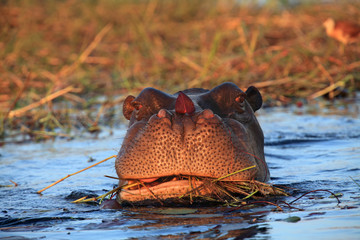 Poster - The common hippopotamus (Hippopotamus amphibius), or hippo grazing in a river with water lily leaf on the nose