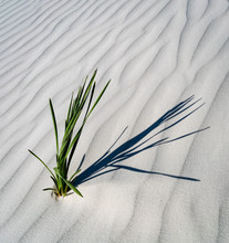 Green Plant In The Vast Sand