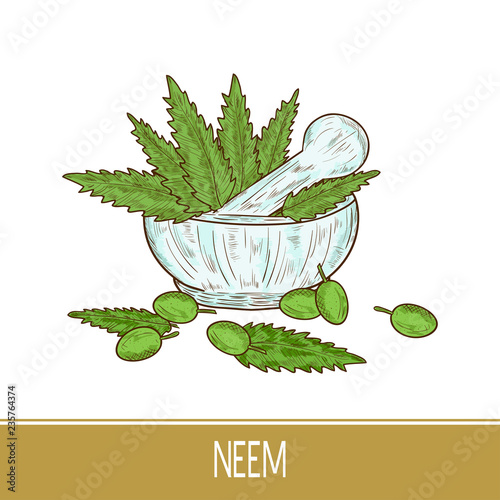Foto Neem. Leaves, fruit. Mortar. Color pattern. Sketch.