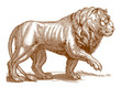 Walking male lion panthera leo in side view. Illustration after antique engraving from 17th century