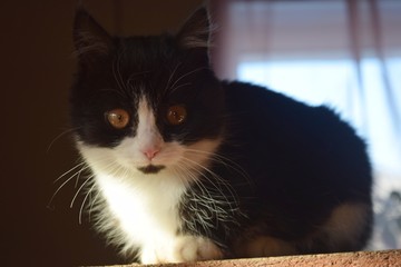 Sticker - Homemade fluffy cat on top of the wardrobe watching