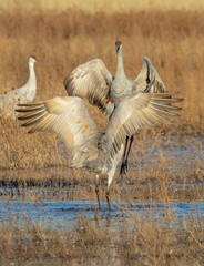 Wall Mural - Sandhill cranes facing off in early morning at Bosque del Apache National Wildlife Refuge in central New Mexico