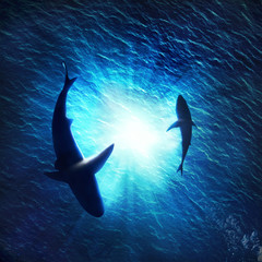 Illustration of two sharks forming a circle underwater