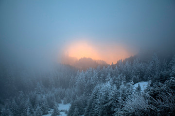 Snowy fir trees