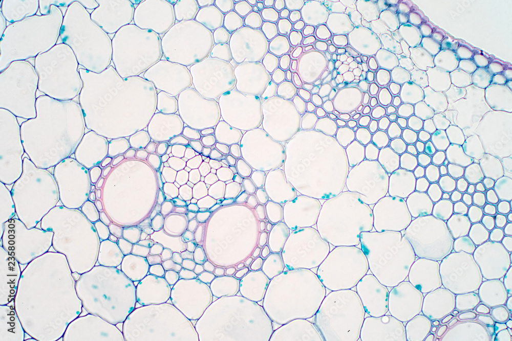 Cross sections of plant stem under microscope view. Stock Photo | Adobe ...