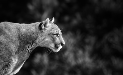 Wall Mural - Portrait of Beautiful Puma. Cougar, mountain lion, puma, panther, striking pose, scene in the woods, wildlife America