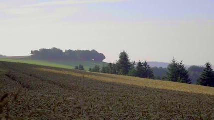 Wall Mural - Wheat field with blue sky with in slow motion sun and clouds. Beautiful nature