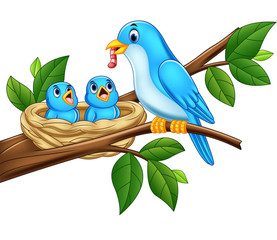 Wall Mural - Mother blue bird feeding babies in a nest