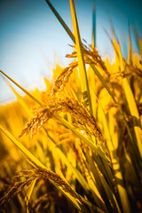 autumn landscape with wheat field