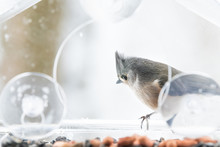 One Tufted Titmouse Perched On Plastic Window Bird Feeder Perch On Suction Cups With Sunflower Seeds, Peanut Nut, Looking Down, Eye During Snow, Snowing, Virginia