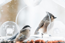 Chickadee And Tufted Titmouse, Two Birds Together, One Perched On Plastic Window Bird Feeder Perch, Inside On Suction Cups With Sunflower Seeds, Peanut Nut, During Snow, Snowing, Virginia