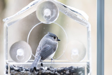 Back Closeup Of Tufted Titmouse Perched On Plastic Window Bird Feeder Perch On Suction Cups With Sunflower Seeds, Peanut Nuts, Looking Side, Eye During Snow, Snowing, Virginia