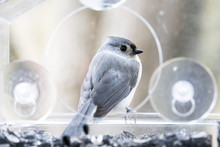 Back Closeup Of One Tufted Titmouse Perched On Plastic Window Bird Feeder, Perch, Suction Cups, Sunflower Seeds, Peanut Nuts, Looking Side, Eye During Snow, Snowing, Virginia