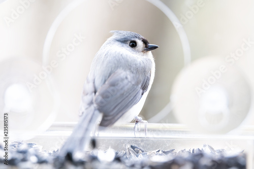 Back Closeup Of One Curious Tufted Titmouse Perched On Plastic