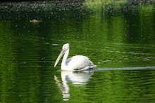 White Pelican Floating On The Green Water Surface