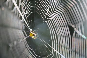 spider on web