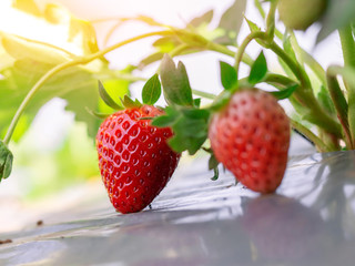 Wall Mural - Close Up of fresh organic strawberry on bush with green leaves growing in the garden