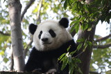 Fototapeta Zwierzęta - Close up Fluffy Face of Panda Cub's Face , Chengdu Base, China