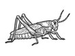 Grasshopper locust insect engraving vector illustration. Scratch board style imitation. Black and white hand drawn image.
